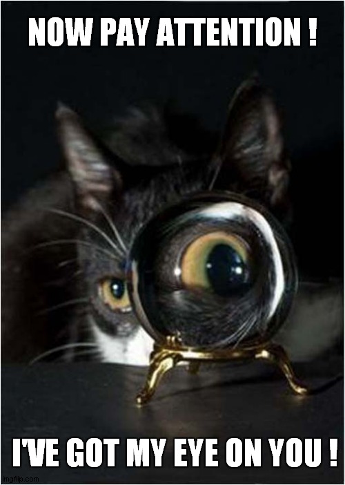 Psychic Cat Is Watching You ! | NOW PAY ATTENTION ! I'VE GOT MY EYE ON YOU ! | image tagged in cats,psychic,crystal ball | made w/ Imgflip meme maker