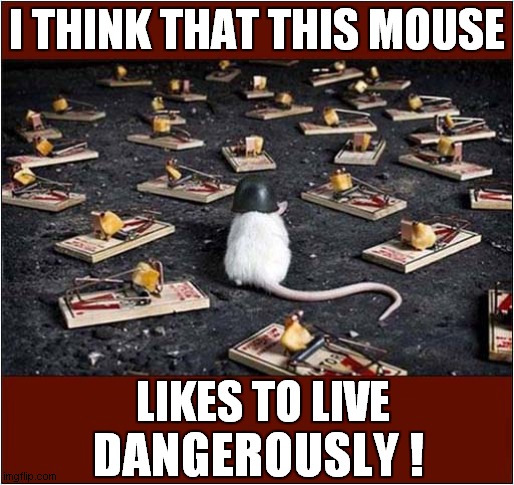 Danger Mouse ? | I THINK THAT THIS MOUSE; LIKES TO LIVE; DANGEROUSLY ! | image tagged in mouse,i too like to live dangerously | made w/ Imgflip meme maker