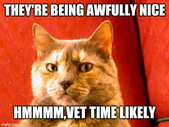 Suspicious Cat Meme | THEY'RE BEING AWFULLY NICE; HMMMM,VET TIME LIKELY | image tagged in memes,suspicious cat | made w/ Imgflip meme maker