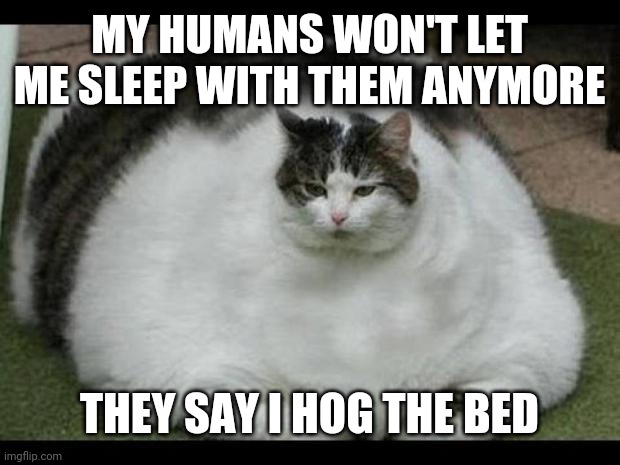 fat cat 2 |  MY HUMANS WON'T LET ME SLEEP WITH THEM ANYMORE; THEY SAY I HOG THE BED | image tagged in fat cat 2 | made w/ Imgflip meme maker