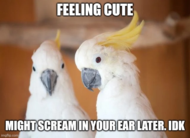 Feeling cute cockatoo |  FEELING CUTE; MIGHT SCREAM IN YOUR EAR LATER. IDK | image tagged in feeling cute,cockatoo | made w/ Imgflip meme maker