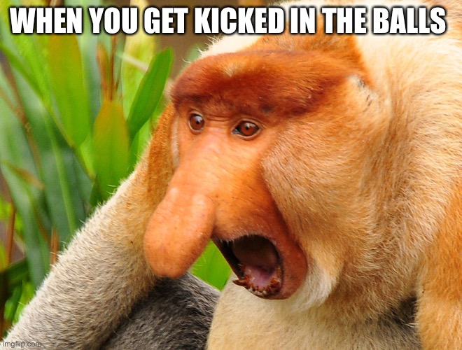 Balls go pop | WHEN YOU GET KICKED IN THE BALLS | image tagged in janusz monkey screaming | made w/ Imgflip meme maker