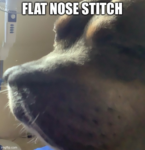Stitch me boi | FLAT NOSE STITCH | image tagged in doggo | made w/ Imgflip meme maker