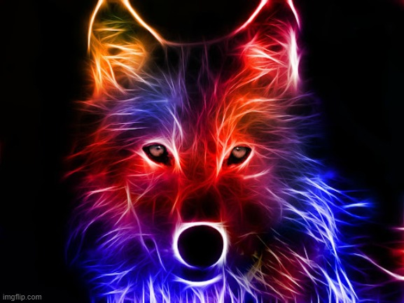 wolf staring | image tagged in wolf | made w/ Imgflip meme maker