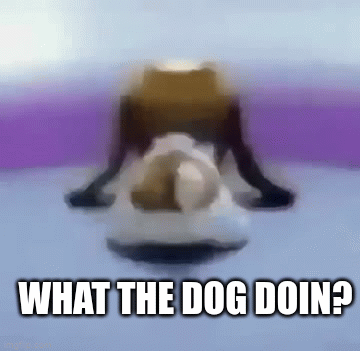 What the dog doin? - Imgflip