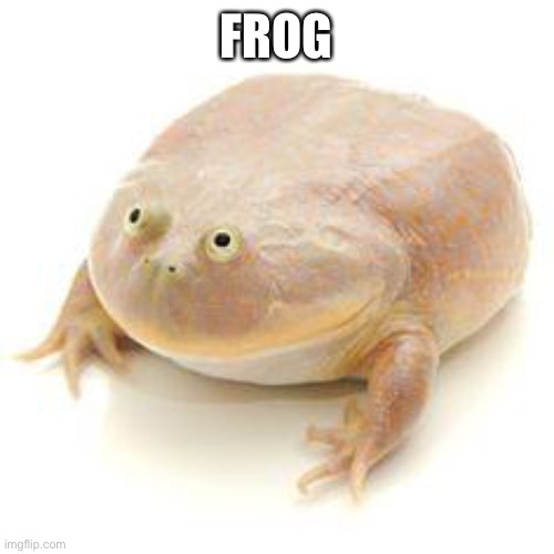 Wednesday Frog Blank | FROG | image tagged in wednesday frog blank | made w/ Imgflip meme maker