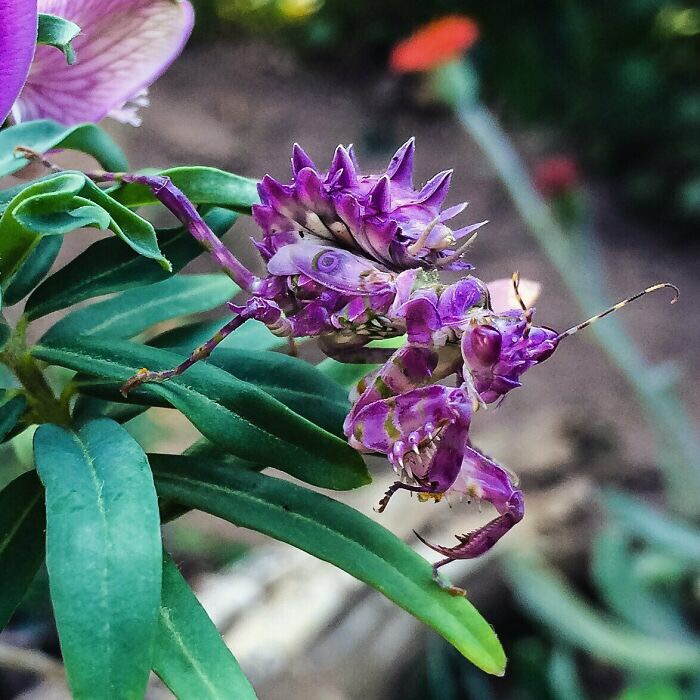 Spiny Flower Mantis | image tagged in awesome,pics,photography | made w/ Imgflip meme maker