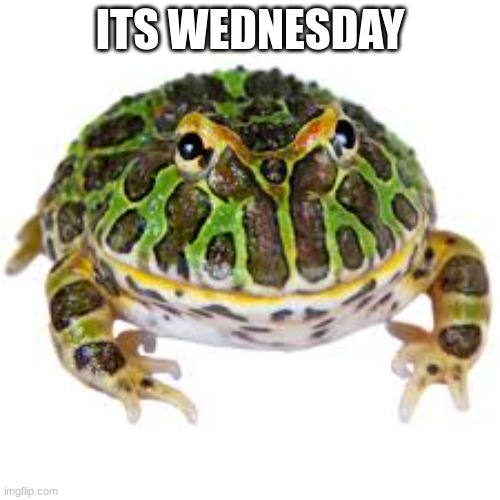 Ribbit | ITS WEDNESDAY | image tagged in frog | made w/ Imgflip meme maker