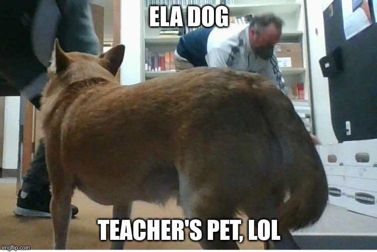 teacher's pet | ELA DOG; TEACHER'S PET, LOL | image tagged in my ela teachers dog | made w/ Imgflip meme maker