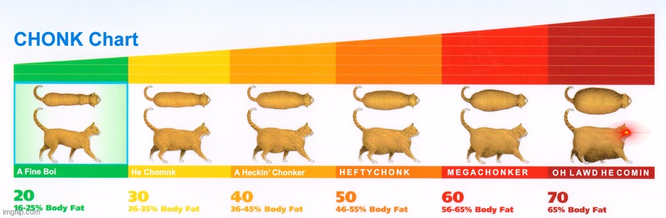 Chonk Chart | image tagged in chonk chart | made w/ Imgflip meme maker