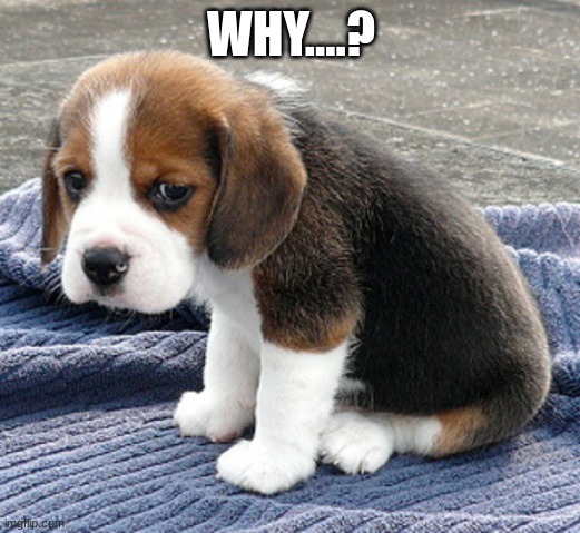 sad dog | WHY....? | image tagged in sad dog | made w/ Imgflip meme maker
