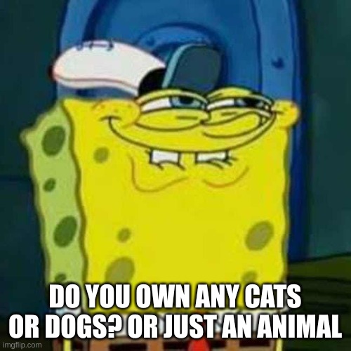 HEHEHE | DO YOU OWN ANY CATS OR DOGS? OR JUST AN ANIMAL | image tagged in hehehe | made w/ Imgflip meme maker