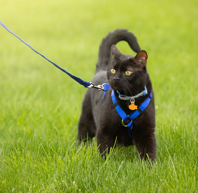 High Quality Cat Leash Blank Meme Template