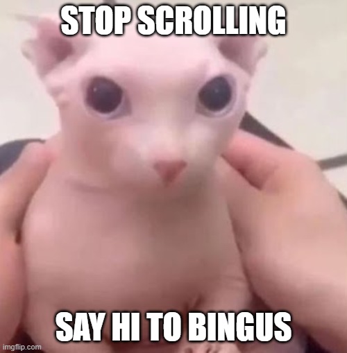 Anyone wanna bring back Bingus? Can we pls |  STOP SCROLLING; SAY HI TO BINGUS | image tagged in bingus,cat,dead meme,cute,wholesome | made w/ Imgflip meme maker