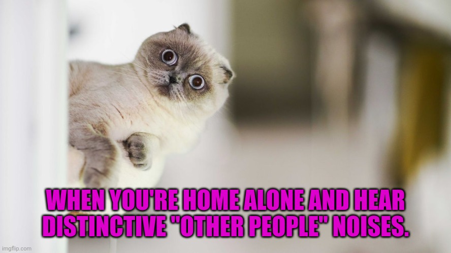 This has happened quite a few times in my life | WHEN YOU'RE HOME ALONE AND HEAR DISTINCTIVE "OTHER PEOPLE" NOISES. | image tagged in cats,home alone,sus | made w/ Imgflip meme maker