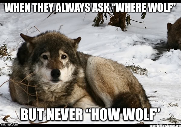 Where wolf | WHEN THEY ALWAYS ASK “WHERE WOLF”; BUT NEVER “HOW WOLF” | image tagged in sad wolf | made w/ Imgflip meme maker