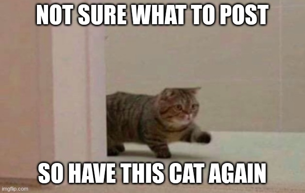 NOT SURE WHAT TO POST; SO HAVE THIS CAT AGAIN | made w/ Imgflip meme maker