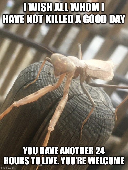 Mantis. Mantis who? Man,tis a good day to die | I WISH ALL WHOM I HAVE NOT KILLED A GOOD DAY; YOU HAVE ANOTHER 24 HOURS TO LIVE. YOU’RE WELCOME | image tagged in spooktober | made w/ Imgflip meme maker