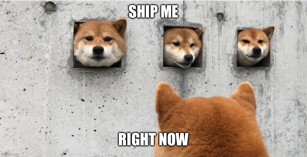 The doge council | SHIP ME; RIGHT NOW | image tagged in the doge council | made w/ Imgflip meme maker