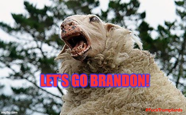 Let's go Brandon | LET'S GO BRANDON! | image tagged in mad sheep,red hat,republican,trolls,fanatics,extremists | made w/ Imgflip meme maker