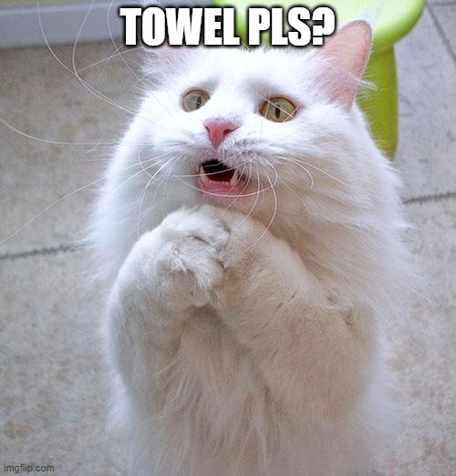 Begging Cat | TOWEL PLS? | image tagged in begging cat | made w/ Imgflip meme maker