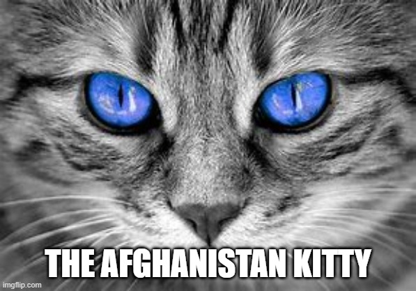THE AFGHANISTAN KITTY | image tagged in cats | made w/ Imgflip meme maker