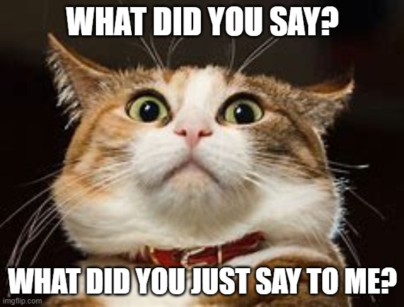 WHAT DID YOU SAY? WHAT DID YOU JUST SAY TO ME? | image tagged in cats | made w/ Imgflip meme maker