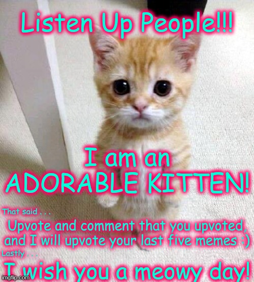 This kitten is feeling generous! | Listen Up People!!! I am an ADORABLE KITTEN! That said . . . Upvote and comment that you upvoted, and I will upvote your last five memes :); Lastly . . . I wish you a meowy day! | image tagged in cute cat,upvote,comment | made w/ Imgflip meme maker