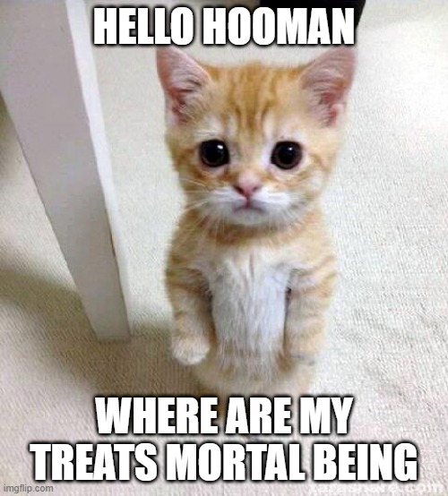c a t | HELLO HOOMAN; WHERE ARE MY TREATS MORTAL BEING | image tagged in memes,cute cat | made w/ Imgflip meme maker