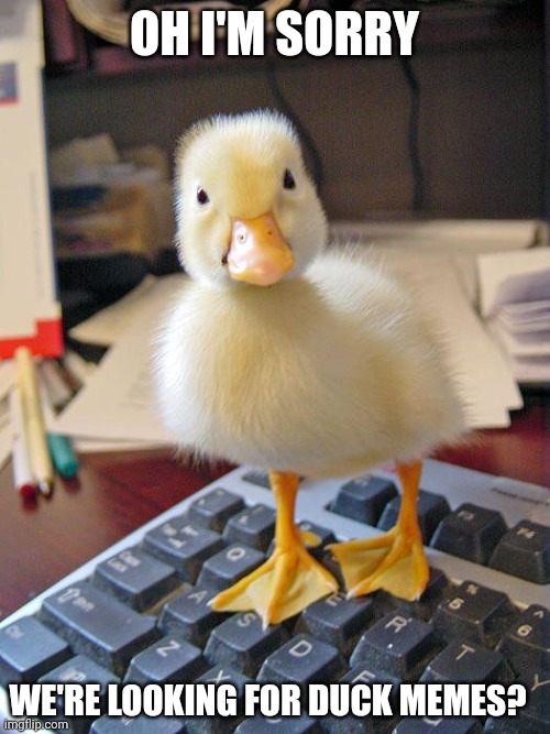 THANK YOU FOR HELPING | OH I'M SORRY; WE'RE LOOKING FOR DUCK MEMES? | image tagged in ducks,duck,duckling | made w/ Imgflip meme maker