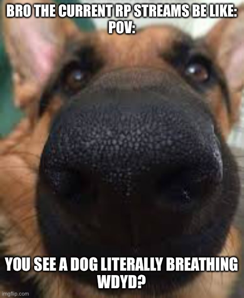 German shepherd but funni | BRO THE CURRENT RP STREAMS BE LIKE:
POV:; YOU SEE A DOG LITERALLY BREATHING
WDYD? | image tagged in german shepherd but funni | made w/ Imgflip meme maker