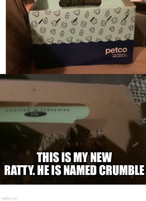Soo cute. | THIS IS MY NEW RATTY. HE IS NAMED CRUMBLE | image tagged in cute,rats,new | made w/ Imgflip meme maker