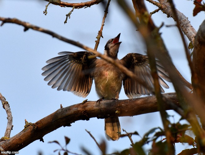 Young Blue Jay | image tagged in bluejay,young | made w/ Imgflip meme maker