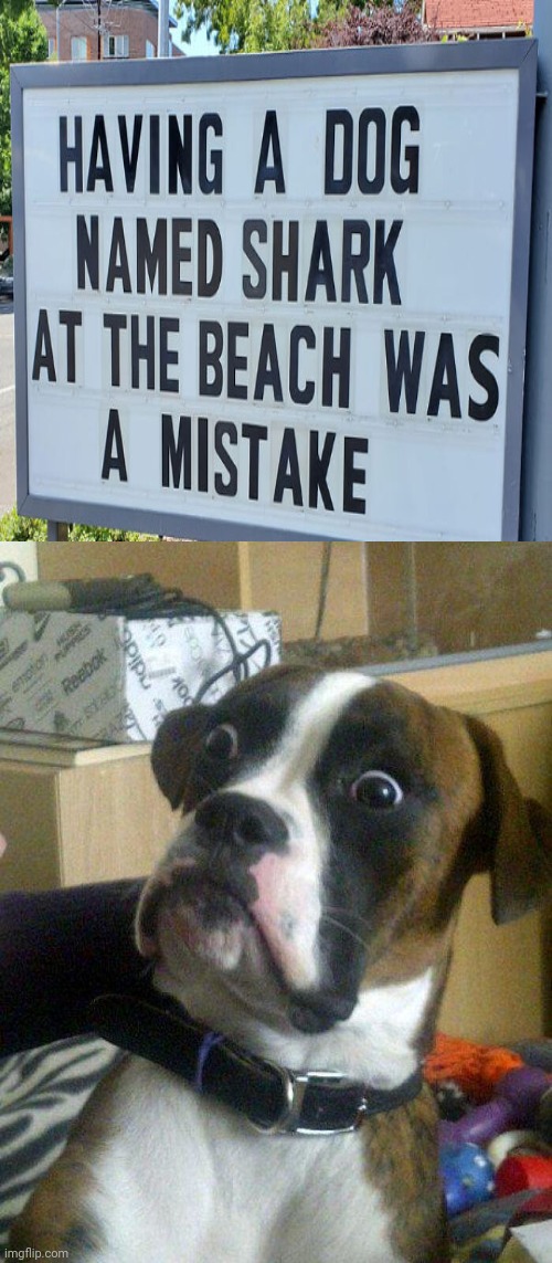 Dog named shark | image tagged in blankie the shocked dog,dogs,dog,shark,memes,beach | made w/ Imgflip meme maker