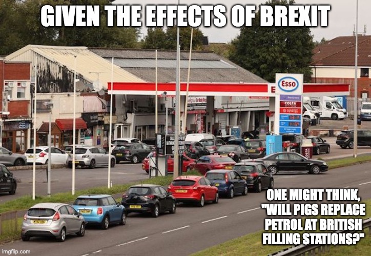 UK Fuel Shortage | GIVEN THE EFFECTS OF BREXIT; ONE MIGHT THINK, "WILL PIGS REPLACE PETROL AT BRITISH FILLING STATIONS?" | image tagged in uk,brexit,memes | made w/ Imgflip meme maker