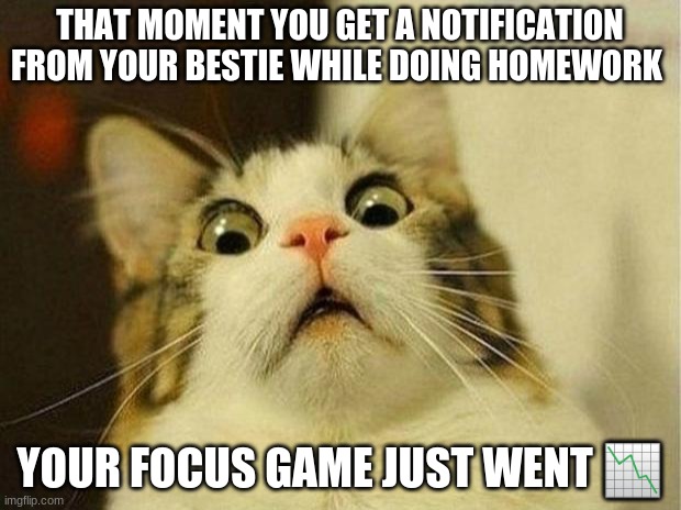 Scared Cat Meme | THAT MOMENT YOU GET A NOTIFICATION FROM YOUR BESTIE WHILE DOING HOMEWORK; YOUR FOCUS GAME JUST WENT 📉 | image tagged in memes,scared cat | made w/ Imgflip meme maker