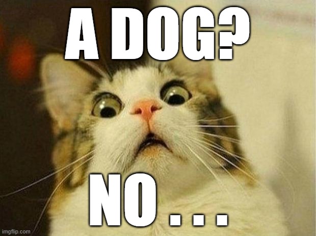 Scared Cat | A DOG? NO . . . | image tagged in memes,scared cat | made w/ Imgflip meme maker