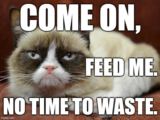 Grumpy cat wants food | COME ON, FEED ME. NO TIME TO WASTE. | image tagged in grumpy,cat,kitten,food,kibble | made w/ Imgflip meme maker