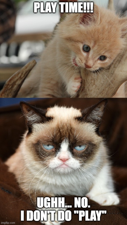 I don't do play grumpy cat | PLAY TIME!!! UGHH... NO. I DON'T DO "PLAY" | image tagged in play,grumpy,cat,kitten,no,ughh | made w/ Imgflip meme maker