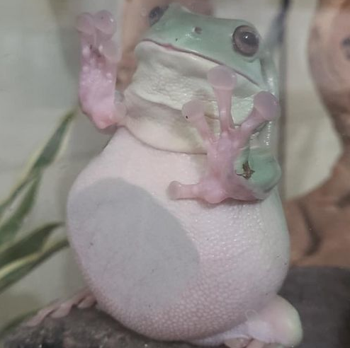 High Quality Glass Frog Blank Meme Template