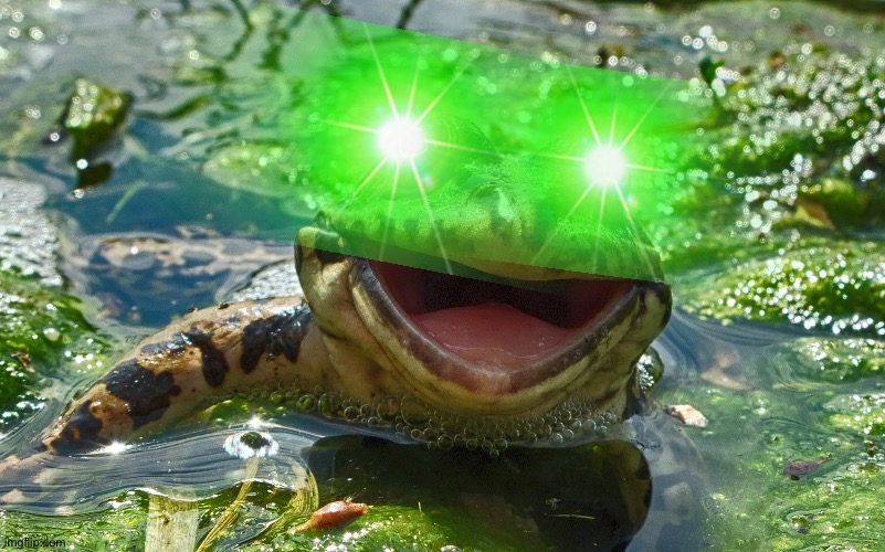 Happy Frog | image tagged in happy frog | made w/ Imgflip meme maker