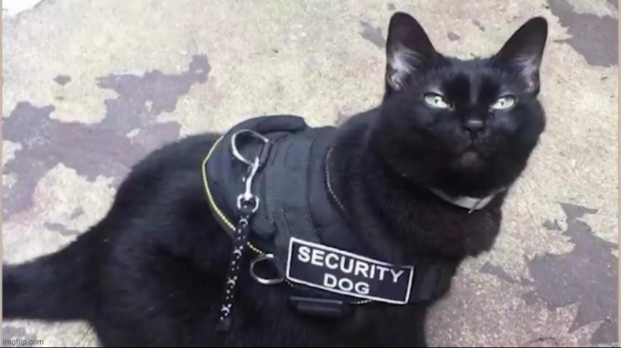 this security dog don't look like a dog | image tagged in you had one job,its a cat | made w/ Imgflip meme maker