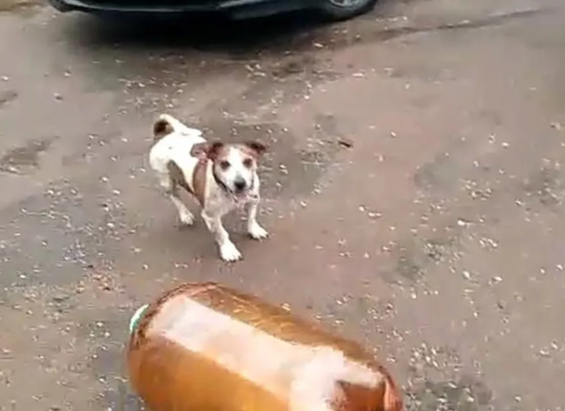 dog bottle blow Blank Meme Template