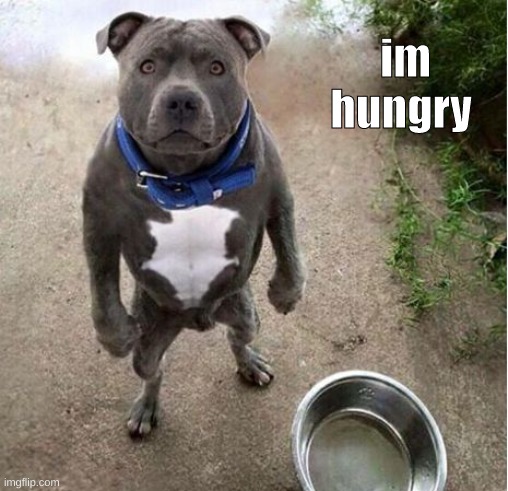 Hungry Dog | I'm hungry | image tagged in hungry dog | made w/ Imgflip meme maker