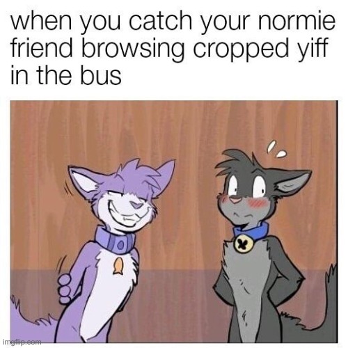 cropped yiff | image tagged in furry | made w/ Imgflip meme maker