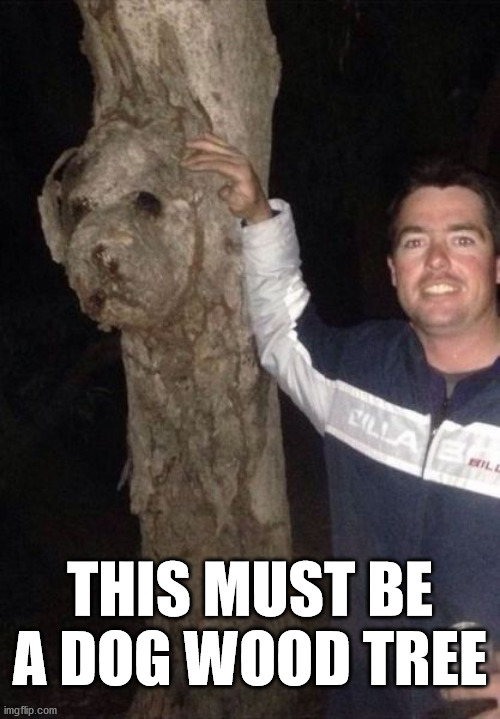 THIS MUST BE A DOG WOOD TREE | image tagged in eyeroll | made w/ Imgflip meme maker