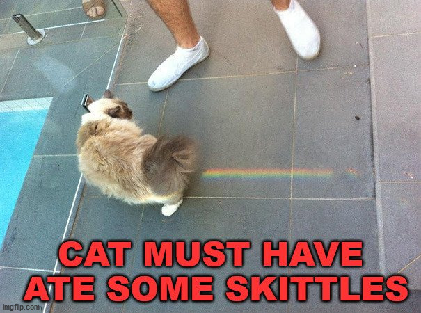 image tagged in cats | made w/ Imgflip meme maker