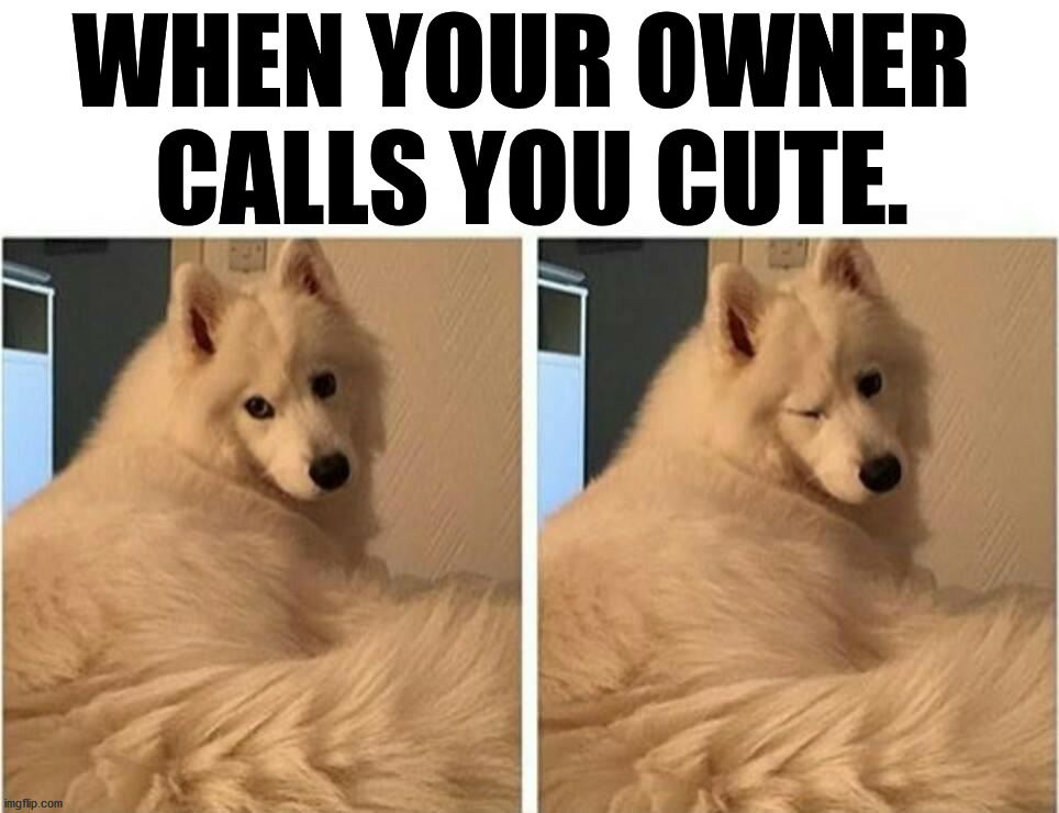 WHEN YOUR OWNER 
CALLS YOU CUTE. | image tagged in dogs | made w/ Imgflip meme maker