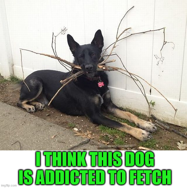 I THINK THIS DOG IS ADDICTED TO FETCH | image tagged in dogs | made w/ Imgflip meme maker