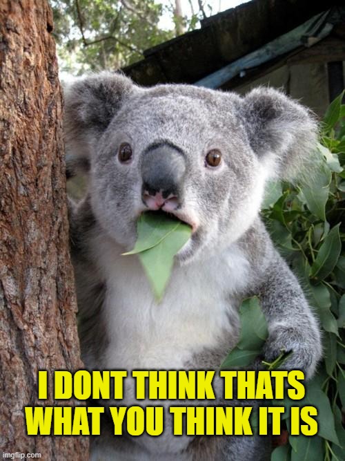 Surprised Koala Meme | I DONT THINK THATS WHAT YOU THINK IT IS | image tagged in memes,surprised koala | made w/ Imgflip meme maker